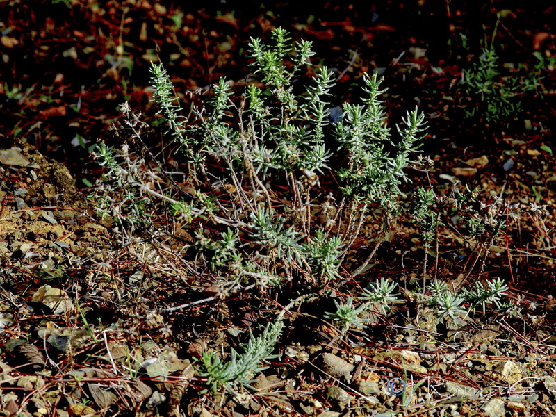 Teucrium reverchonii.02
