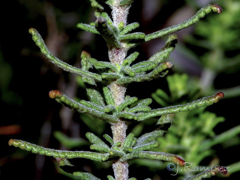 Teucrium chlorocephalum.02