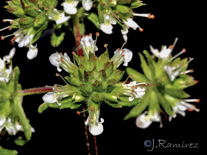 Teucrium chlorocephalum.03