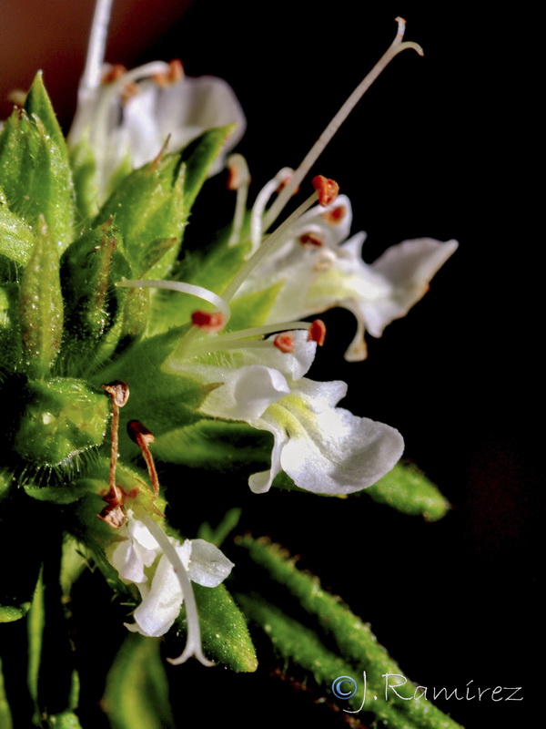 Teucrium chlorocephalum.05