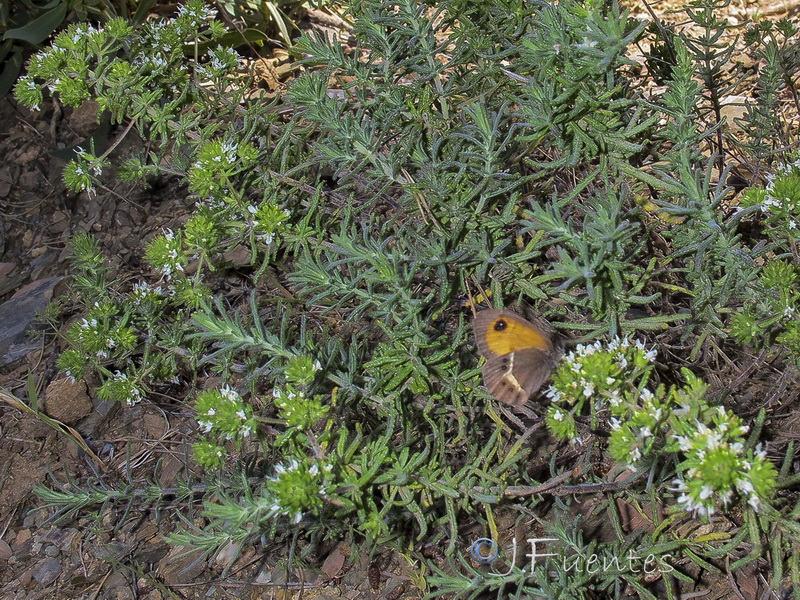 Teucrium reverchonii.03