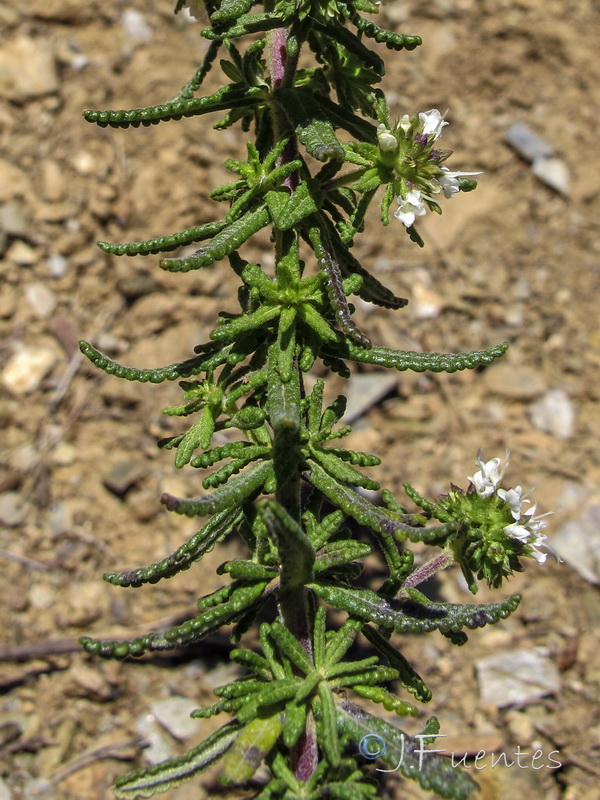 Teucrium reverchonii.04