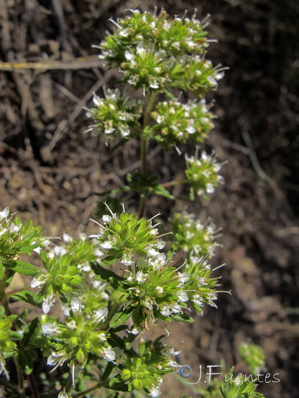 Teucrium reverchonii.05