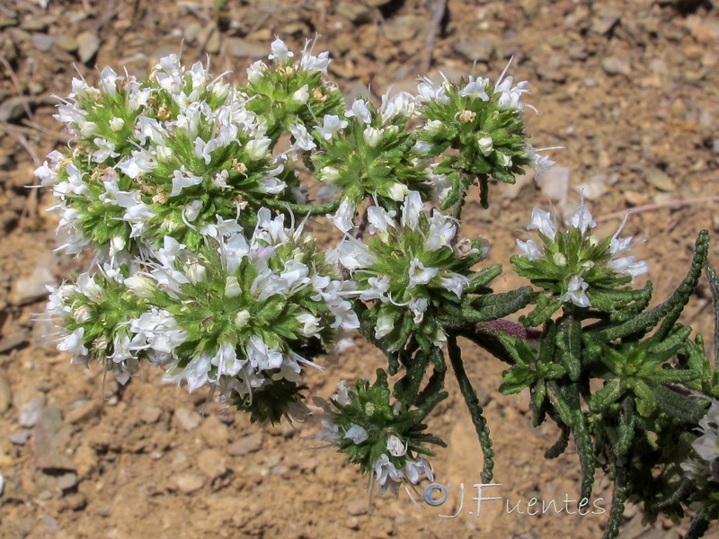 Teucrium reverchonii.07