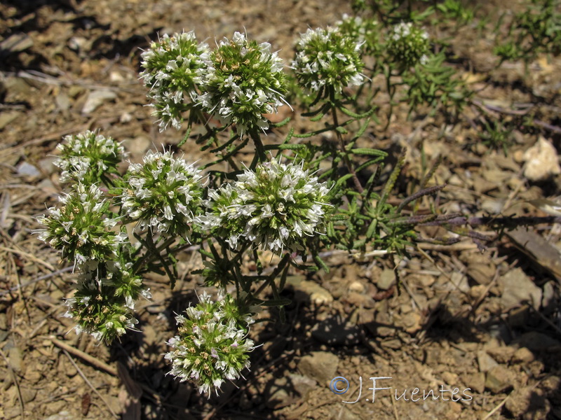 Teucrium reverchonii.12