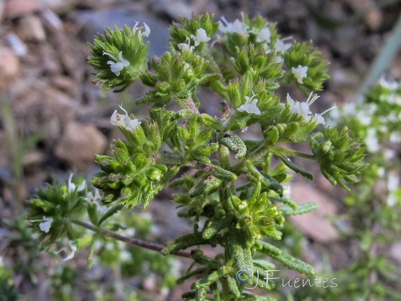 Teucrium reverchonii.13