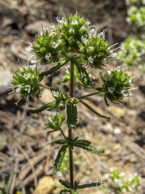 Teucrium reverchonii.16