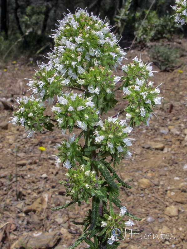 Teucrium reverchonii.17