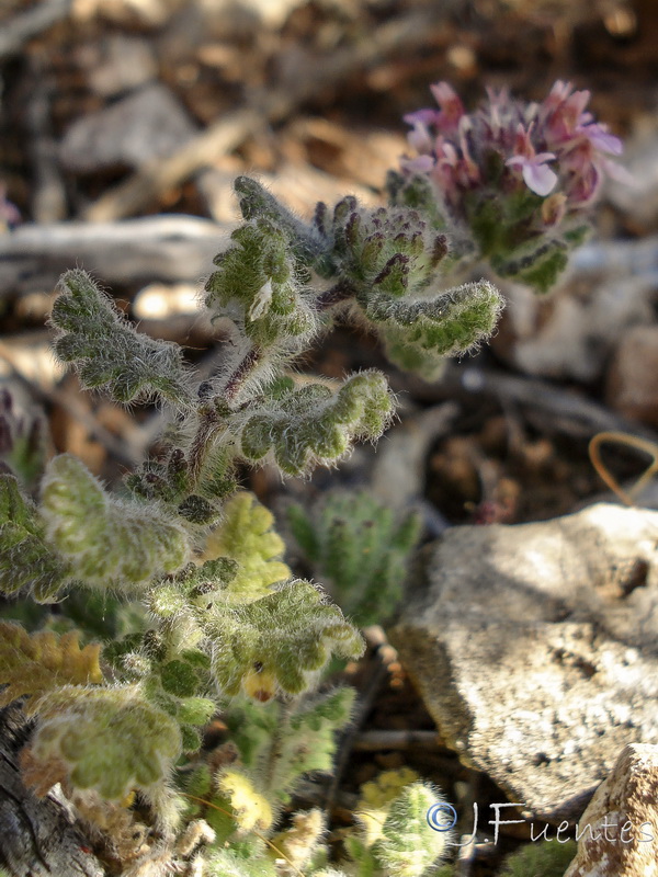 Teucrium rixanense.07