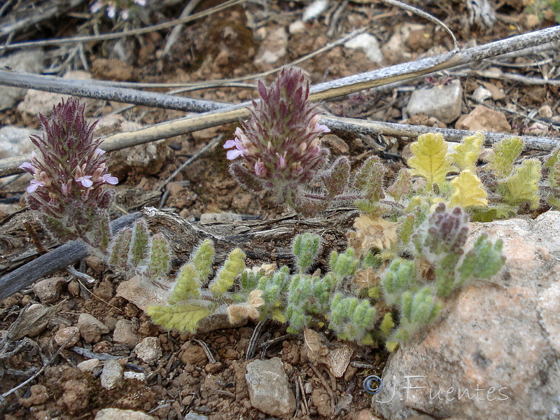 Teucrium rixanense.08