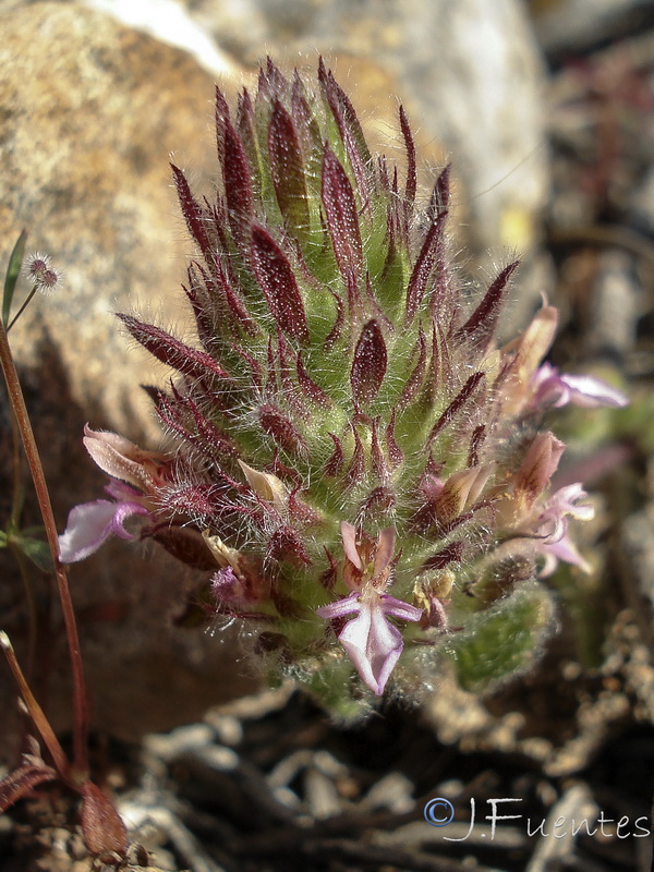 Teucrium rixanense.11