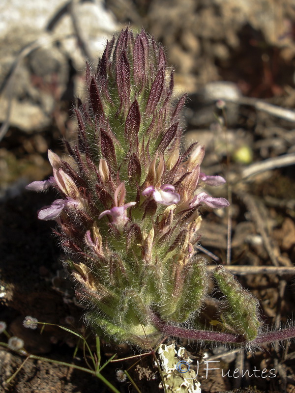 Teucrium rixanense.12