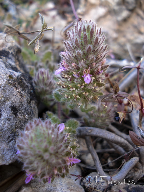 Teucrium rixanense.13
