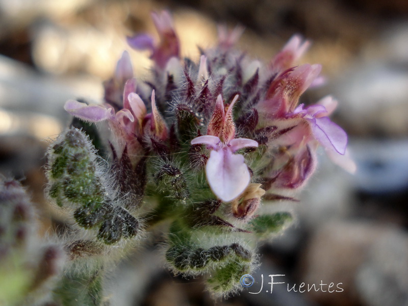 Teucrium rixanense.15