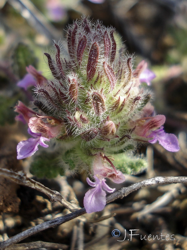 Teucrium rixanense.16