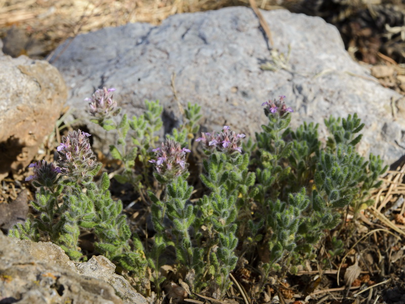 Teucrium rixanense.17