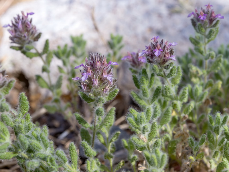 Teucrium rixanense.19