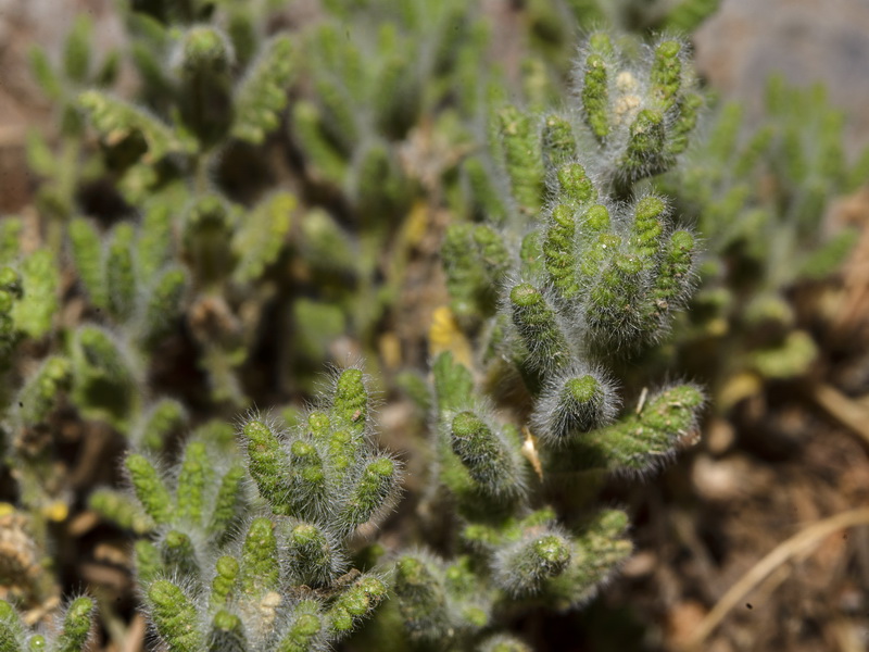 Teucrium rixanense.20
