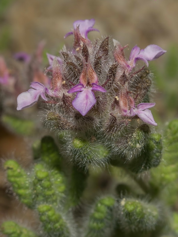 Teucrium rixanense.10