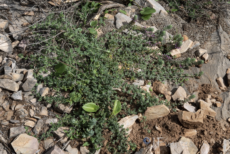 Teucrium rixanense.25