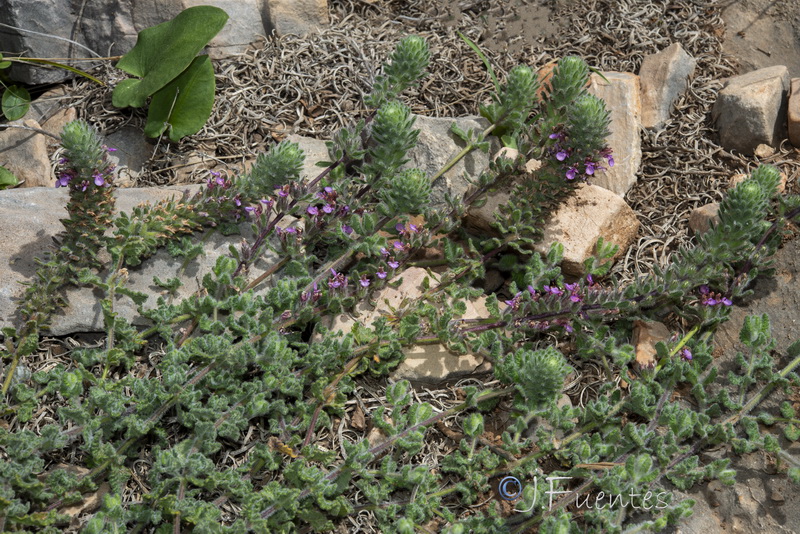 Teucrium rixanense.26