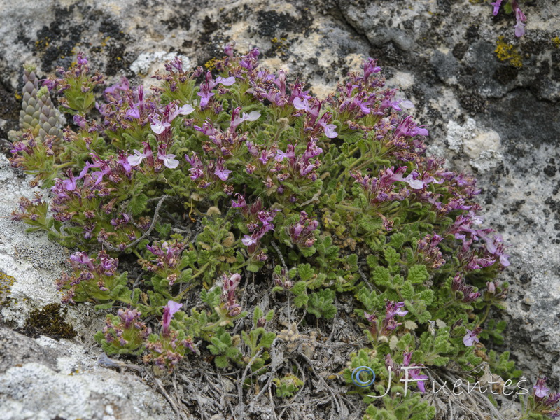Teucrium rotundifolium.01