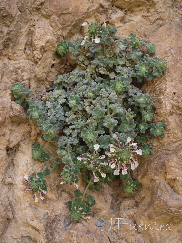 Teucrium rotundifolium.02