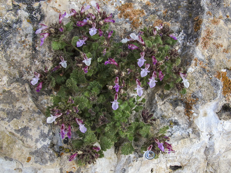 Teucrium rotundifolium.09