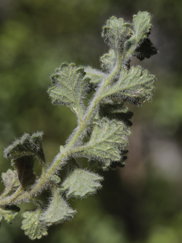 Teucrium rotundifolium.13