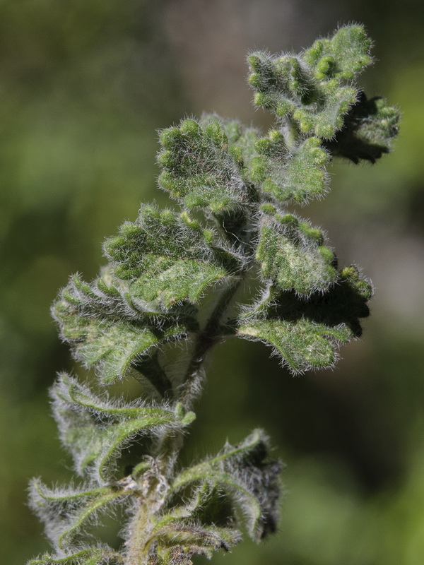 Teucrium rotundifolium.14
