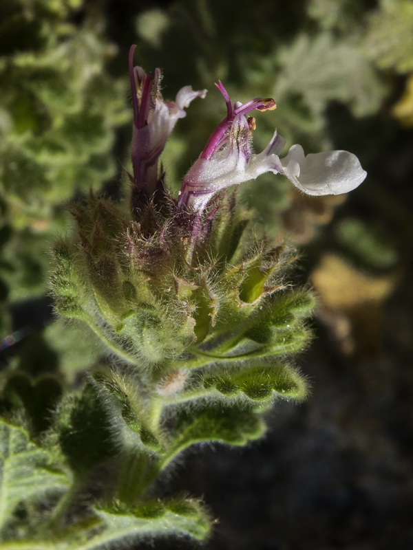 Teucrium rotundifolium.19