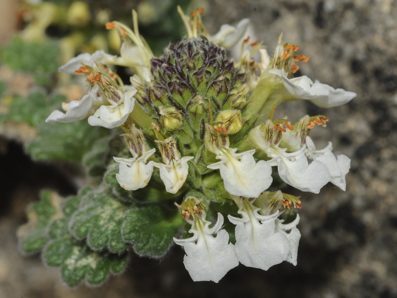 Teucrium rotundifolium.26