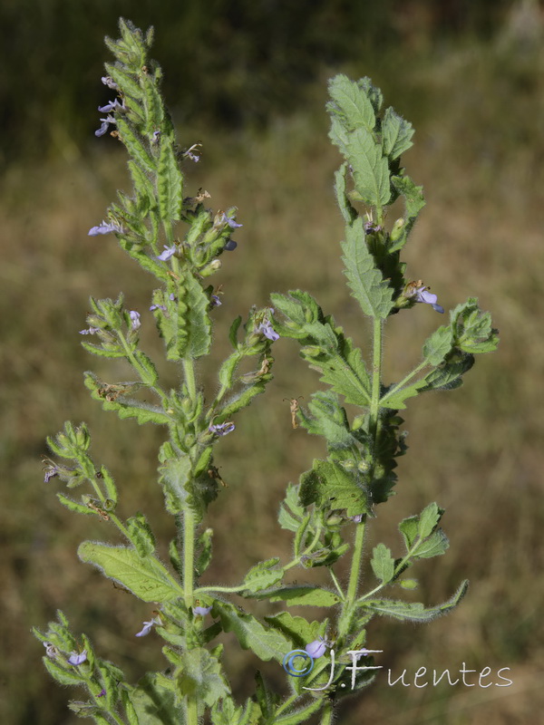 Teucrium scordium scordium.02