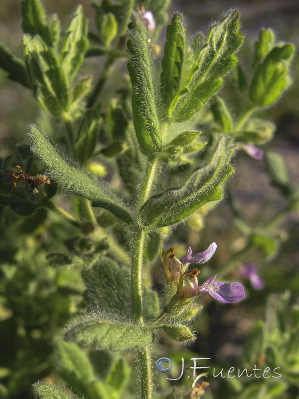 Teucrium scordium scordium.03
