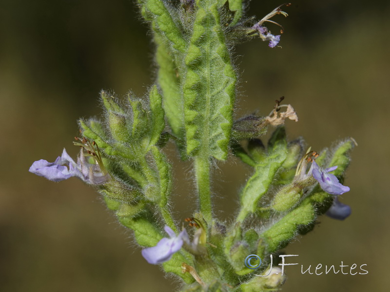 Teucrium scordium scordium.05