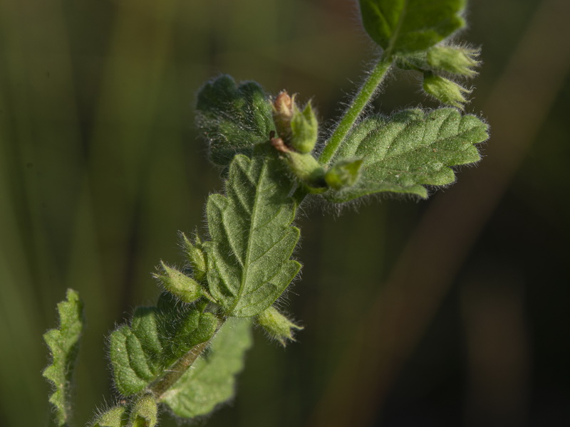 Teucrium scordium scordium.08