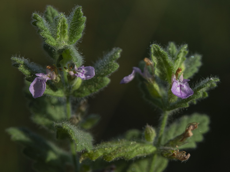 Teucrium scordium scordium.09