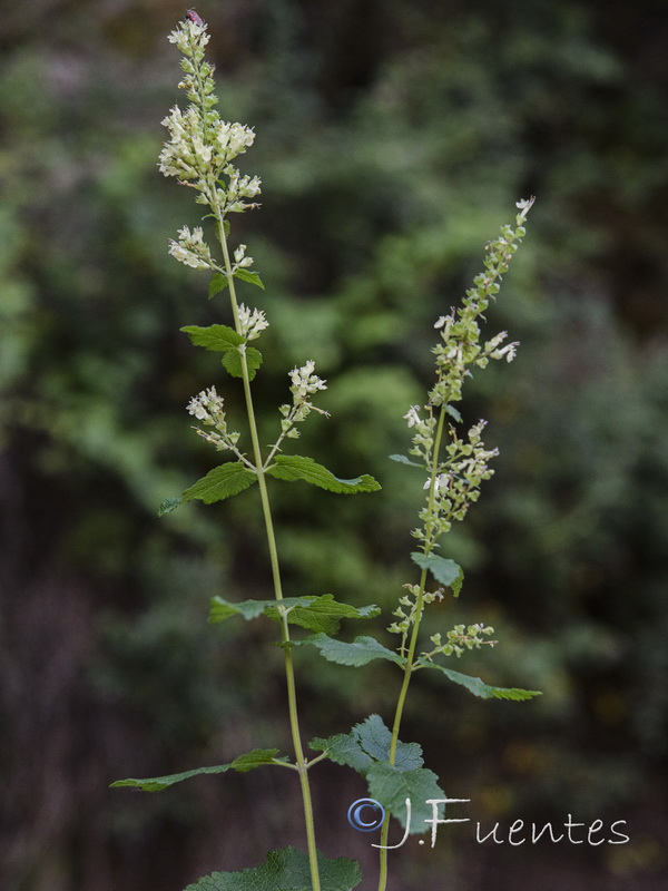 Teucrium scorodonia.01
