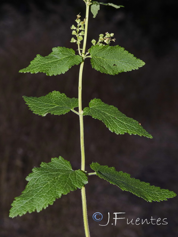 Teucrium scorodonia.02