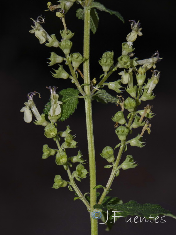 Teucrium scorodonia.08