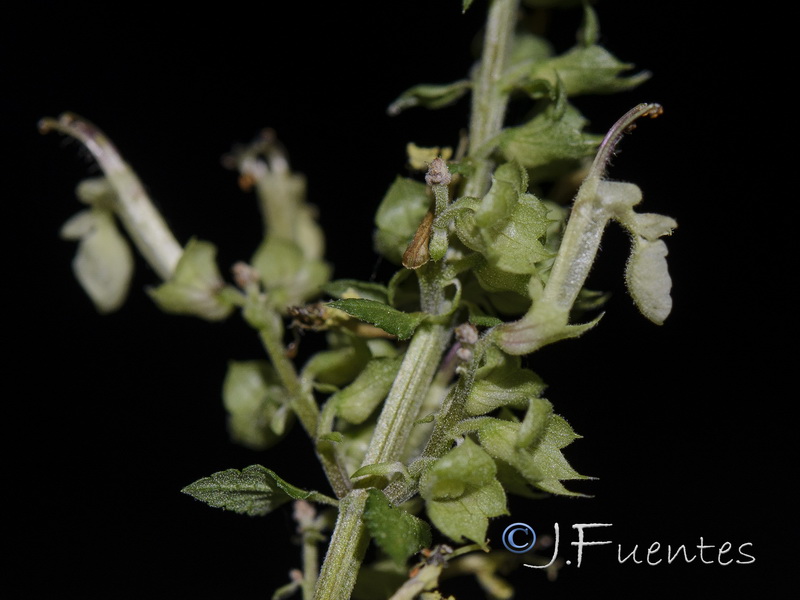 Teucrium scorodonia.09