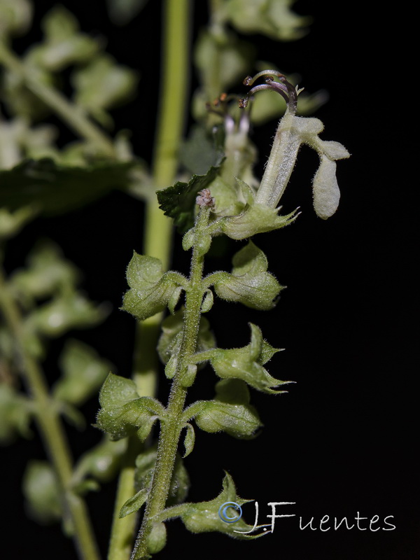 Teucrium scorodonia.10