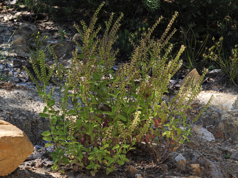Teucrium scorodonia.11