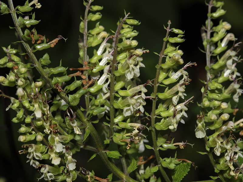 Teucrium scorodonia.17