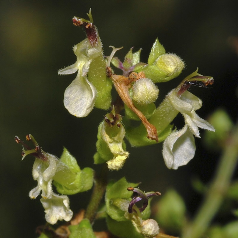 Teucrium scorodonia.23