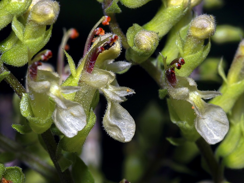 Teucrium scorodonia.28
