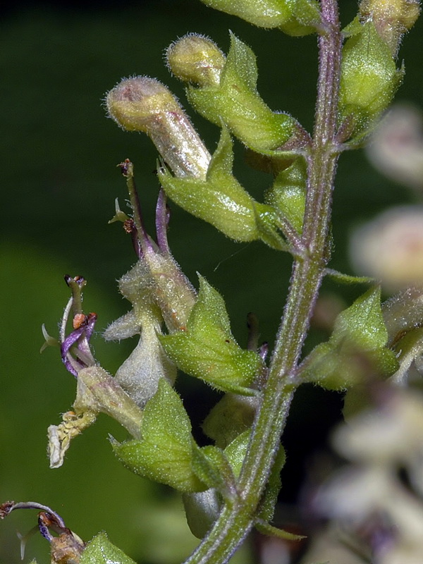 Teucrium scorodonia.30