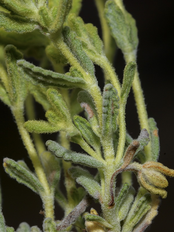 Teucrium similatum.07