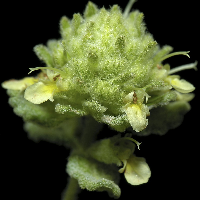 Teucrium similatum.14