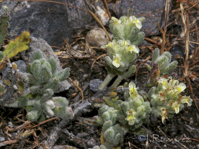 Teucrium similatum.16